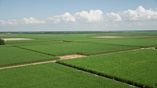 5K aerial stock footage of flying over sugar cane fields, Vacherie, Louisiana Aerial Stock Footage | AX60_048E