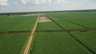 5K aerial stock footage of flying over harvested areas and sugar cane fields, Vacherie, Louisiana Aerial Stock Footage | AX60_051