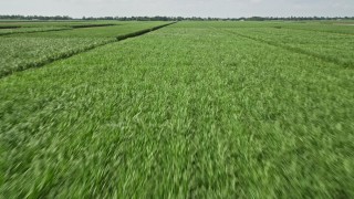 5K aerial stock footage of flying low over fields full of sugar cane in Vacherie, Lousiana Aerial Stock Footage | AX60_057E