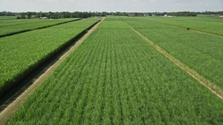 5K aerial stock footage fly low over sugar cane and pan across the fields in Vacherie, Louisiana Aerial Stock Footage | AX60_059