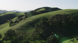 4K aerial stock footage Flying over tall trees on green hilltops in Hollister, California Aerial Stock Footage | AX70_122