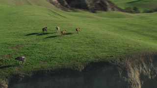 4K aerial stock footage Track longhorn cattle running in the hills in Hollister, California Aerial Stock Footage | AX70_126