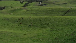 4K aerial stock footage Flyby hill and reveal Longhorn cattle in Hollister, California Aerial Stock Footage | AX70_128