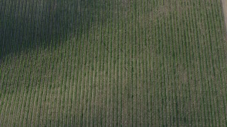 AX70_136 - 4K aerial stock footage A bird's eye view of vines at a vineyard in Paicines, California