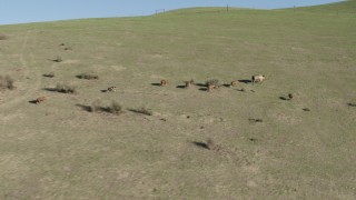 AX70_150 - 4K aerial stock footage Track wild boar running up a hill in Paicines, California