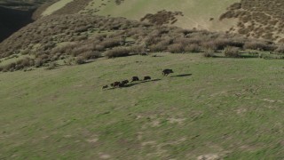 AX70_151 - 4K aerial stock footage Track wild boar racing across a hill and through brush in Paicines, California