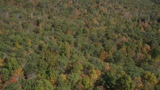 4K aerial stock footage of flying over lush forest in autumn, Lake Gallard, Connecticut Aerial Stock Footage | AX91_165