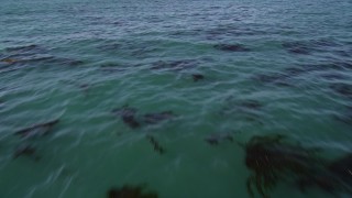 5K aerial stock footage of tilting from kelp forests to a wider view of the ocean, Northern California Aerial Stock Footage | AXSF15_093