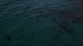 5K aerial stock footage of circling kelp floating in the ocean, Big Sur, California Aerial Stock Footage | AXSF16_077