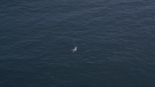 5K aerial stock footage flying over a whale coming up for air, Pacific Ocean Aerial Stock Footage | AXSF16_138