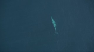 5K aerial stock footage bird's eye of a whale swimming below surface of the Pacific Ocean Aerial Stock Footage | AXSF16_140