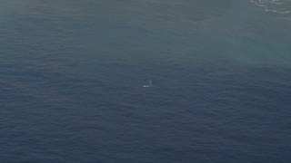 AXSF16_143 - 5K aerial stock footage of flying by a whale in the Pacific Ocean, California