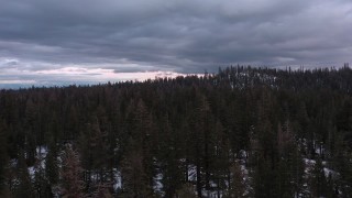 4K stock footage aerial video of slowly flying over a snowy evergreen forest, Inyo National Forest, California Aerial Stock Footage | CAP_019_004