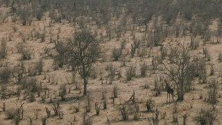 HD stock footage aerial video of orbiting a giraffe in the savanna, Zimbabwe Aerial Stock Footage | CAP_026_030