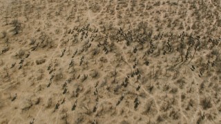 CAP_026_031 - HD stock footage aerial video of a herd of African buffalo in the savanna, Zimbabwe