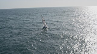 4K aerial stock footage orbit a sailboat by a breakwater in Mission Beach, California Aerial Stock Footage | DCA08_156E