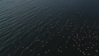 DCLA_173 - 5K aerial stock footage of seagulls flying over Pacific Ocean near Malibu, California