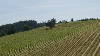 5.7K aerial stock footage of a reverse view of the hillside Phelps Creek Vineyards in Hood River, Oregon Aerial Stock Footage | DX0001_009_001