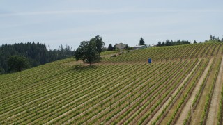 5.7K aerial stock footage of rows of grapevines at Phelps Creek Vineyards in Hood River, Oregon Aerial Stock Footage | DX0001_009_002