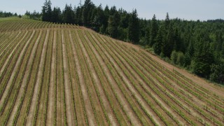 5.7K aerial stock footage of flying by rows of grapevines at a hillside vineyard in Hood River, Oregon Aerial Stock Footage | DX0001_009_003