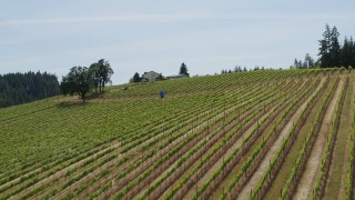 5.7K aerial stock footage of flying over rows of grapevines at a hillside vineyard in Hood River, Oregon Aerial Stock Footage | DX0001_009_004