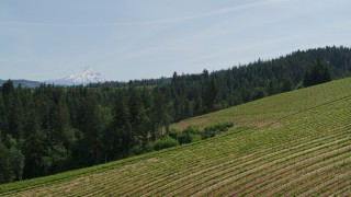 DX0001_009_005 - 5.7K aerial stock footage of rows of grapevines at Phelps Creek Vineyards and distant Mount Hood in Hood River, Oregon