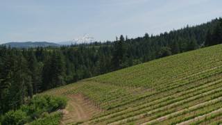 5.7K aerial stock footage of Mount Hood seen from hillside Phelps Creek Vineyards in Hood River, Oregon Aerial Stock Footage | DX0001_009_006