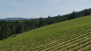 DX0001_009_007 - 5.7K aerial stock footage of a reverse view of Mount Hood seen from hillside Phelps Creek Vineyards in Hood River, Oregon