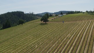 5.7K aerial stock footage of descending by grapevines on a hillside at Phelps Creek Vineyards in Hood River, Oregon Aerial Stock Footage | DX0001_009_009