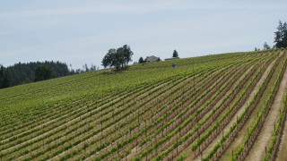 5.7K aerial stock footage of rows of grapevines at Phelps Creek Vineyards in Hood River, Oregon Aerial Stock Footage | DX0001_009_010