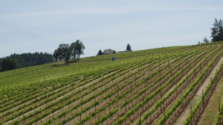 5.7K aerial stock footage of flying by rows of grapevines at Phelps Creek Vineyards in Hood River, Oregon Aerial Stock Footage | DX0001_009_011