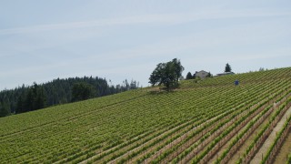 5.7K aerial stock footage flyby rows of grapevines at a hillside vineyard in Hood River, Oregon Aerial Stock Footage | DX0001_009_012