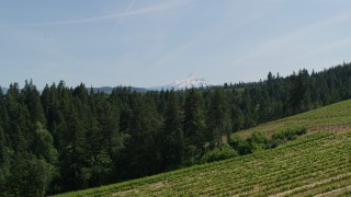 DX0001_009_015 - 5.7K aerial stock footage of flying over grapevines at Phelps Creek Vineyards toward Mount Hood in Hood River, Oregon