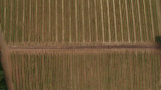 5.7K aerial stock footage of a bird's eye view of vineyards, Hood River, Oregon Aerial Stock Footage | DX0001_015_010