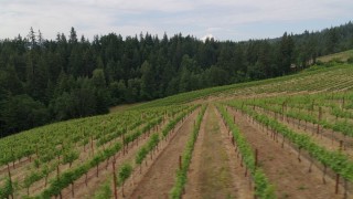 5.7K aerial stock footage of flying low over rows of grapevines in Hood River, Oregon Aerial Stock Footage | DX0001_015_019