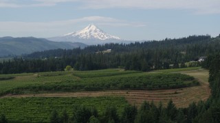 5.7K aerial stock footage fly over vineyards toward orchards and Mt Hood, Hood River, Oregon Aerial Stock Footage | DX0001_015_026