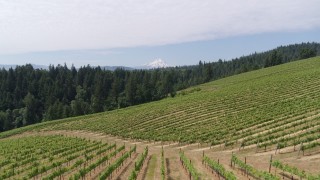 DX0001_016_021 - 5.7K aerial stock footage fly low over grapevines to approach Mt Hood in the distance, Hood River, Oregon