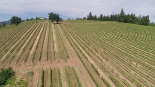 5.7K aerial stock footage of ascending over hillside grapevines in Hood River, Oregon Aerial Stock Footage | DX0001_016_023