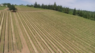 6K drone aerial of passing over long rows of grapevines, Hood River, Oregon Aerial Stock Footage | DX0001_016_025