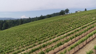 DX0001_016_026 - 5.7K aerial stock footage fly over grapevines and pan to reveal Mt Hood, Hood River, Oregon