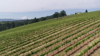 DX0001_016_027 - 5.7K aerial stock footage fly low altitude over a hillside with grapevines toward Mt Hood in the distance, Hood River, Oregon