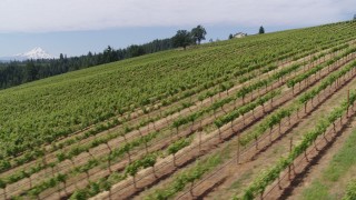 5.7K aerial stock footage of passing a hillside with rows of grapevines and a view of Mt Hood, Hood River, Oregon Aerial Stock Footage | DX0001_016_031