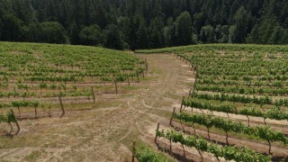 5.7K aerial stock footage of a reverse view of rows of grapevines beside a path in Hood River, Oregon Aerial Stock Footage | DX0001_016_033