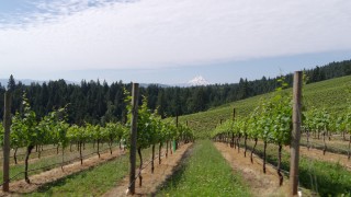 5.7K aerial stock footage fly low past rows of grapevines with a view of Mount Hood, Hood River, Oregon Aerial Stock Footage | DX0001_017_001