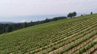 DX0001_017_002 - 5.7K aerial stock footage flying low over the vineyard with Mt Hood in the distance, Hood River, Oregon