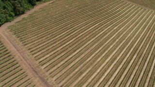 5.7K aerial stock footage flying over field of grapevines and tilt to bird's eye view in Hood River, Oregon Aerial Stock Footage | DX0001_017_006