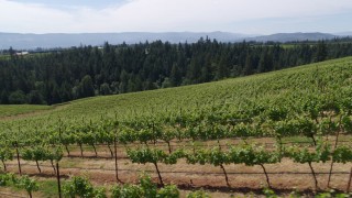 5.7K aerial stock footage fly low past rows of grapevines at Phelps Creek Vineyards in Hood River, Oregon Aerial Stock Footage | DX0001_017_008