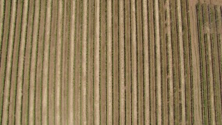 5.7K aerial stock footage of a bird's eye of grapevines while ascending straight up, Hood River, Oregon Aerial Stock Footage | DX0001_017_009