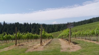 DX0001_017_010 - 5.7K aerial stock footage ascending over the fields of grapevines with a view of Mt Hood, Hood River, Oregon