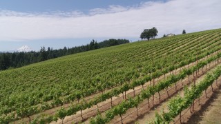 5.7K aerial stock footage flying low over rows of grapevines with a view of Mt Hood, Hood River, Oregon Aerial Stock Footage | DX0001_017_011